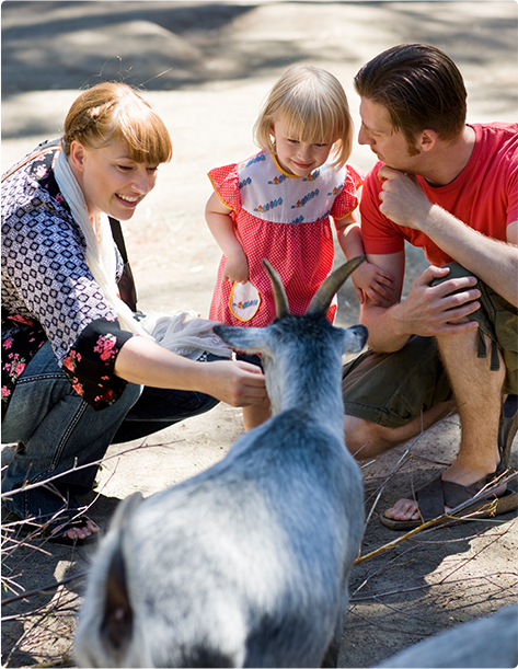 A smiling family of three petting a goat at a petting zoo